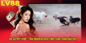 Đá Gà Mỹ LV88 - Trải Nghiệm Kịch Tính Từng Trận Đấu Hay