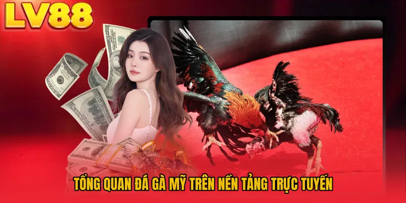 Tổng quan đá gà Mỹ trên nền tảng trực tuyến